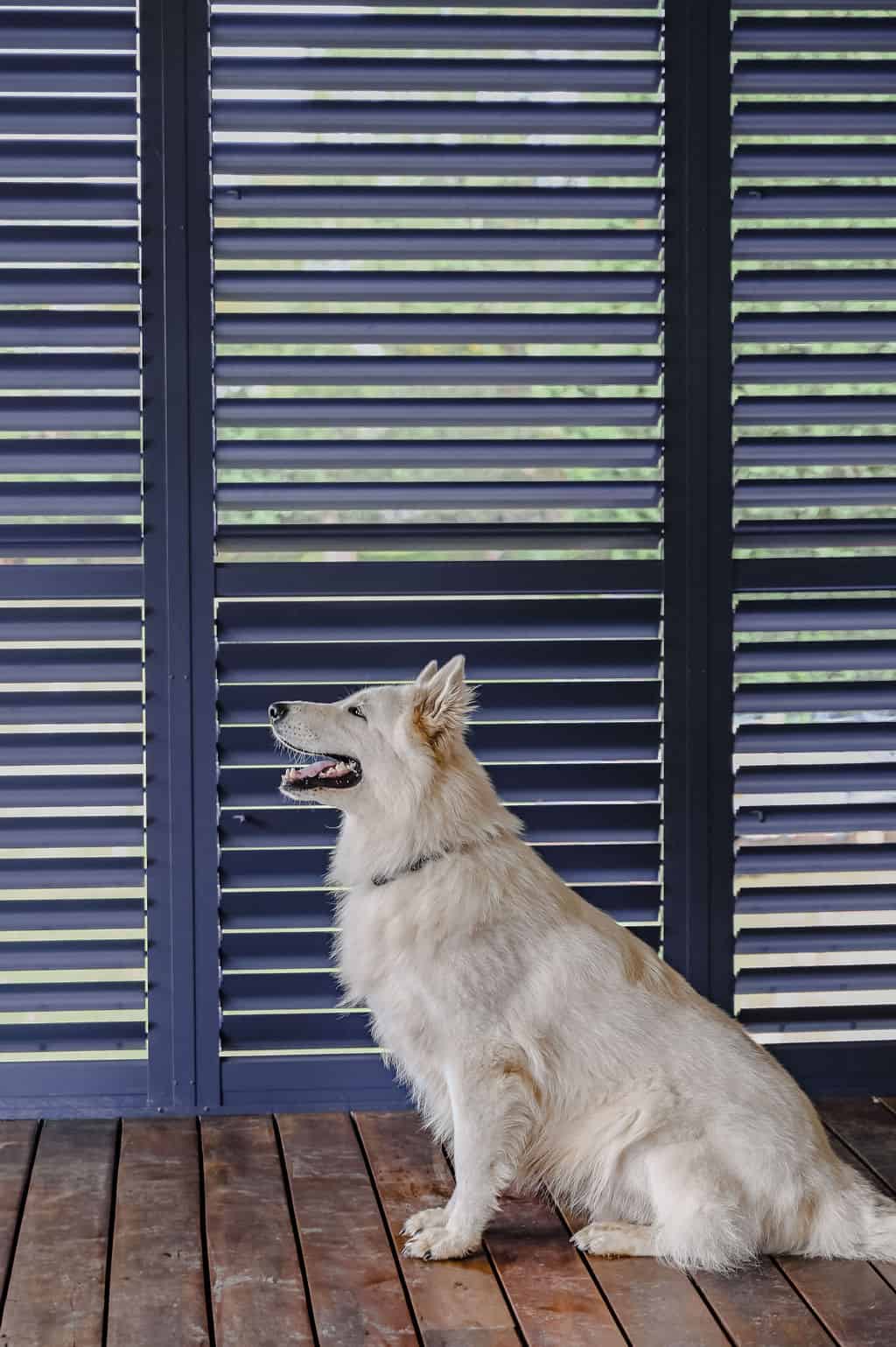 Showing a dog relaxing beside Ocean Blue outdoor aluminium shutters, providing a pet-friendly alfresco space with shade and privacy.