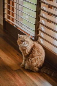 Showing a cat resting beside real timber plantation shutters, highlighting a pet-friendly interior with natural light and timber finishes.