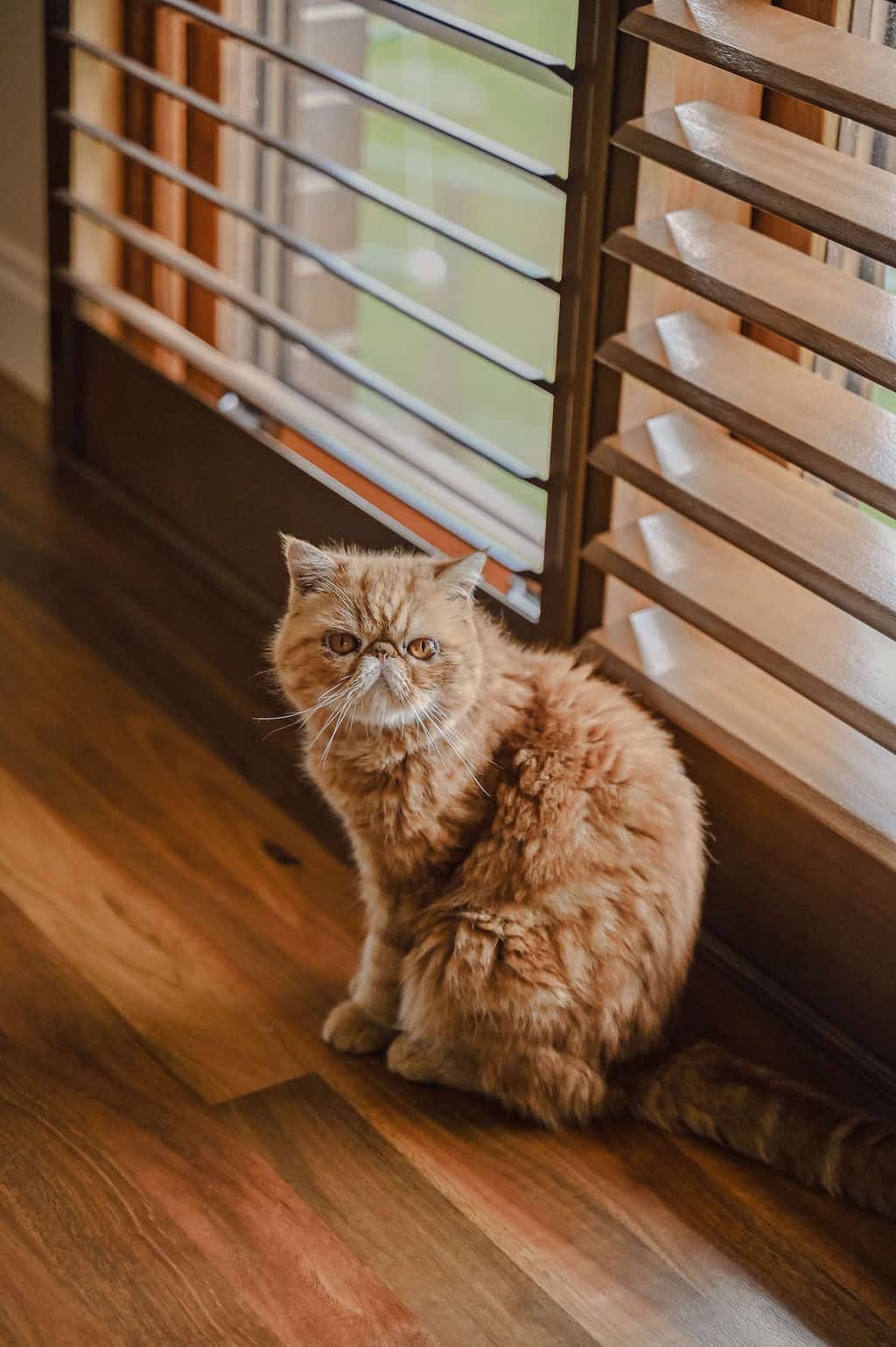 Showing a cat resting beside real timber plantation shutters, highlighting a pet-friendly interior with natural light and timber finishes.